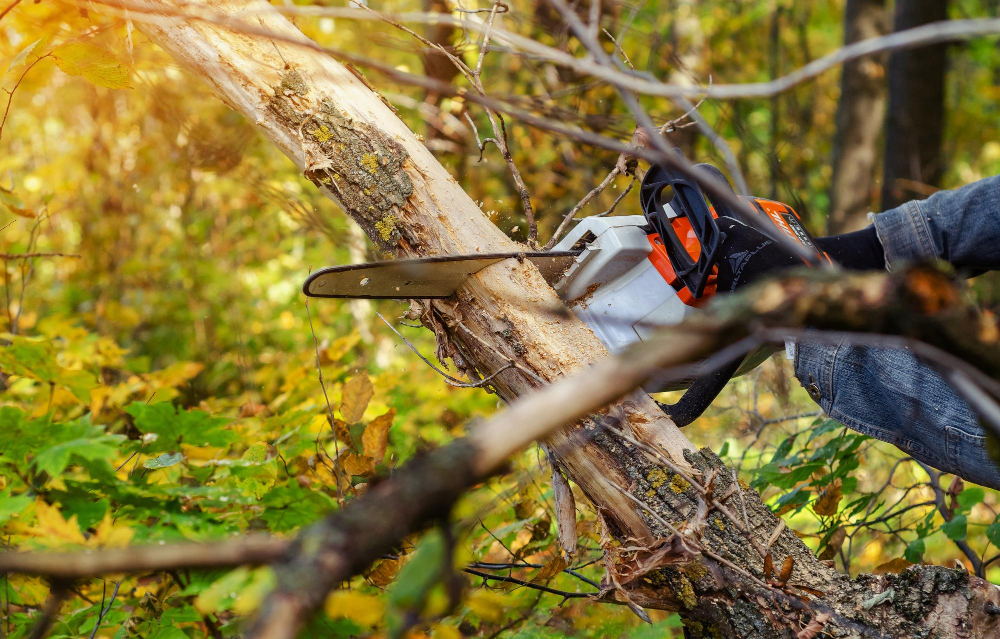 Aménagement paysager à Maxilly-sur-Léman
